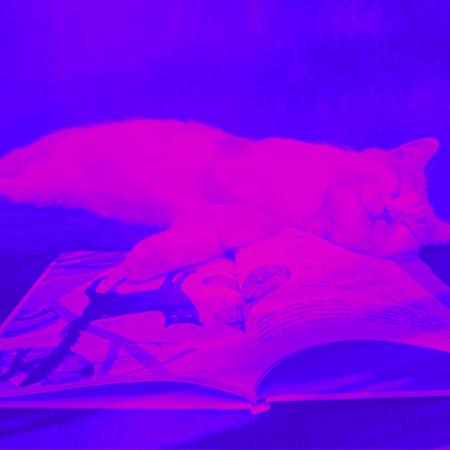 Sleep anxiety - Cat sleeping reading a book